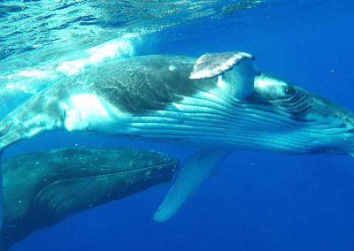 schwimmen-mit-walen-und-delfinen-oceano-whalewatching - galerie 1