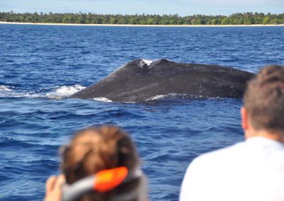 schwimmen-mit-walen-und-delfinen-oceano-whalewatching - galerie 2