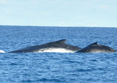 schwimmen-mit-walen-und-delfinen-oceano-whalewatching - galerie 7